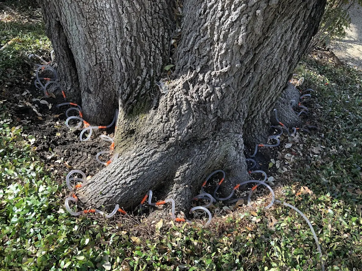 Detailed Tree Cabling and Bracing job site in Savanna