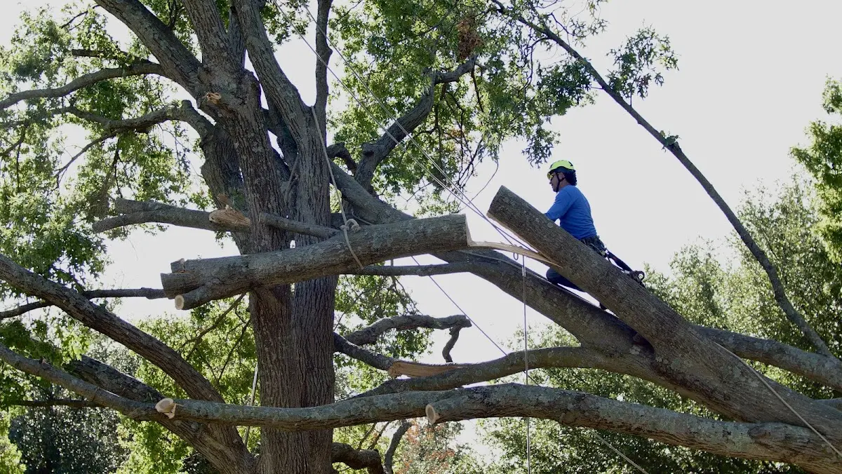 Professional Crown Thinning performed by certified arborists in Savanna
