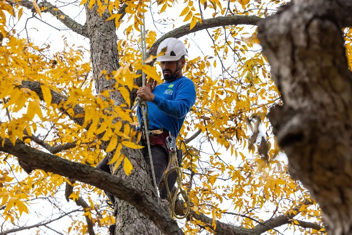 Skilled Tree Transplanting crew working in Savanna